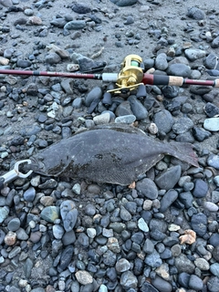 ソゲの釣果