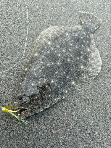ソゲの釣果