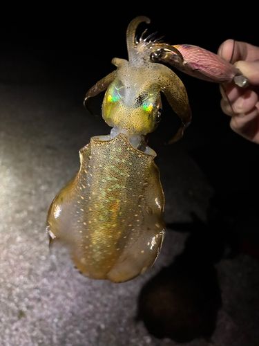 石巻湾