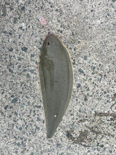 シタビラメの釣果