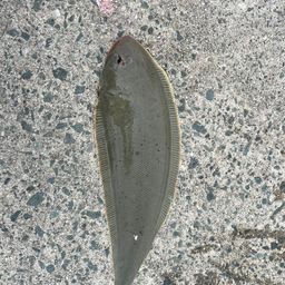 シタビラメ