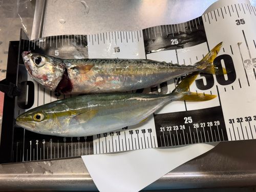 マサバの釣果