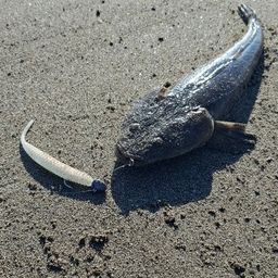 マゴチ