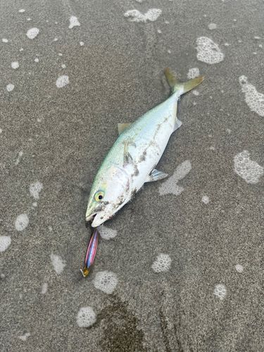 ワカシの釣果