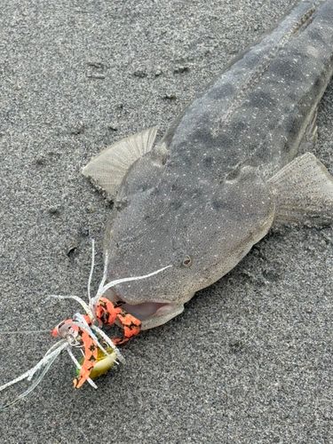 マゴチの釣果