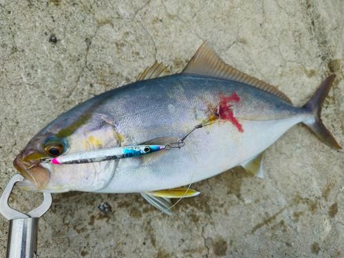 ネイリの釣果