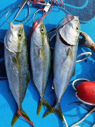 ワカシの釣果