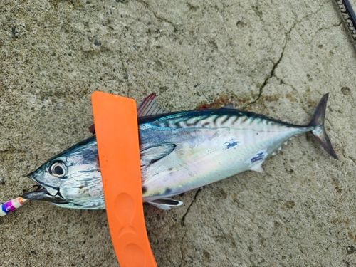 ヤイトの釣果