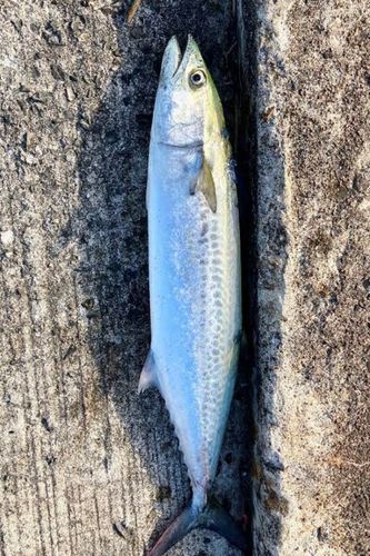 サゴシの釣果