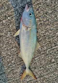 ツバスの釣果