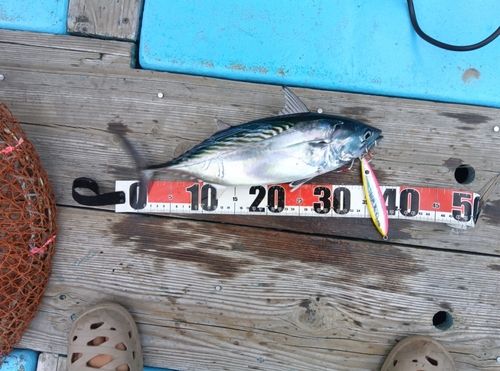 ヤイトの釣果