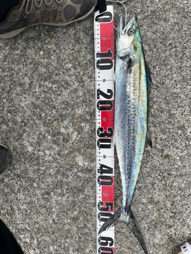 サゴシの釣果