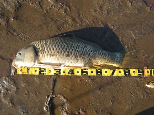 コイの釣果