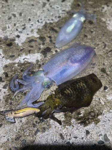 アオリイカの釣果