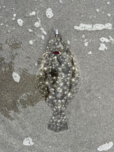 ヒラメの釣果