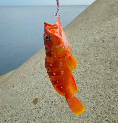 高知県東部