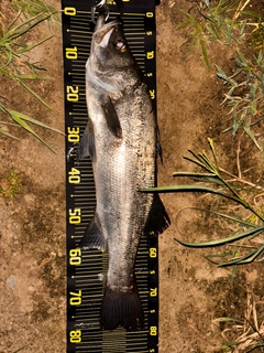 ヒラスズキの釣果