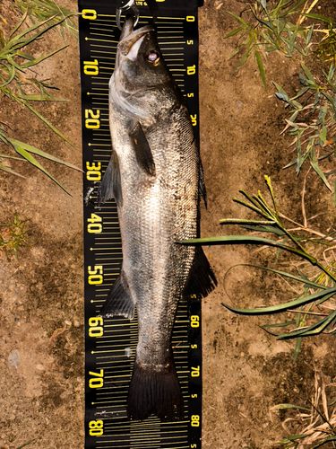 ヒラスズキの釣果