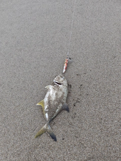 ギンガメアジの釣果