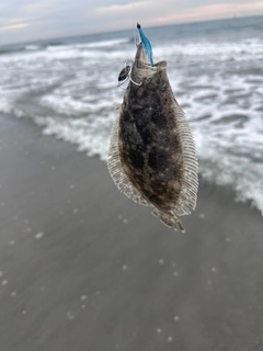 ソゲの釣果