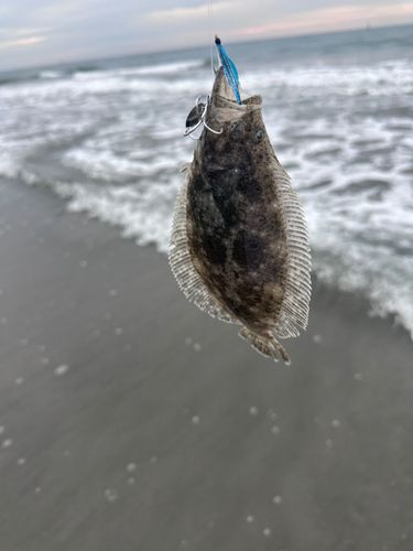 ソゲの釣果