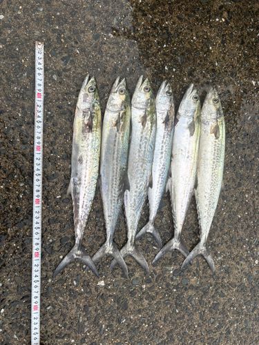 サゴシの釣果