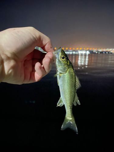 スズキの釣果