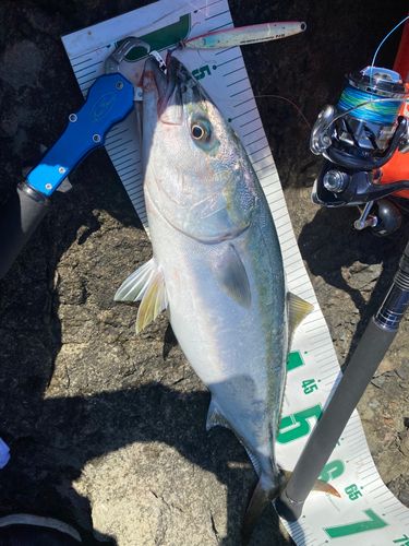イナダの釣果
