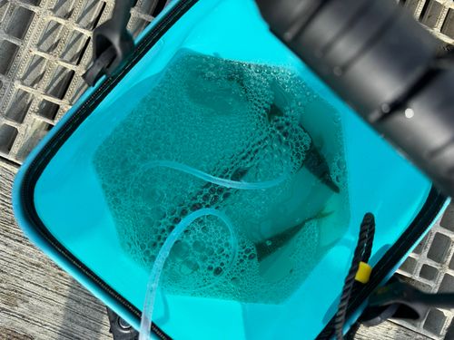 サバの釣果