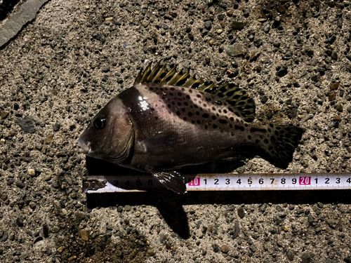 コショウダイの釣果