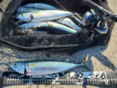 サバの釣果