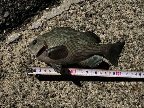 メジナの釣果