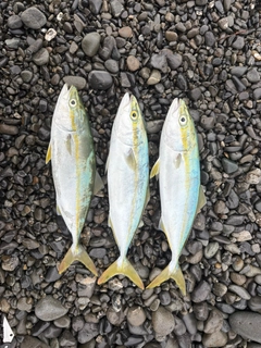 ワカシの釣果