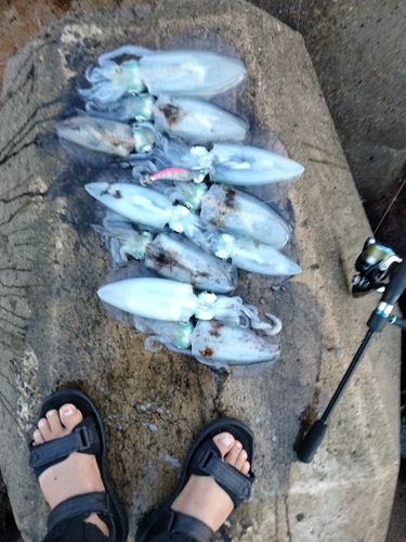 アオリイカの釣果