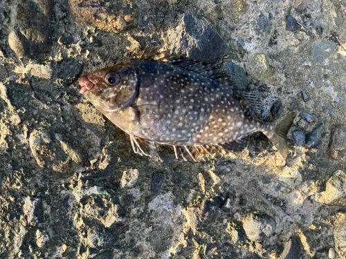 アイゴの釣果