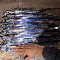 タチウオ