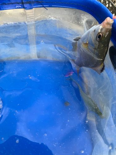 ウミタナゴの釣果