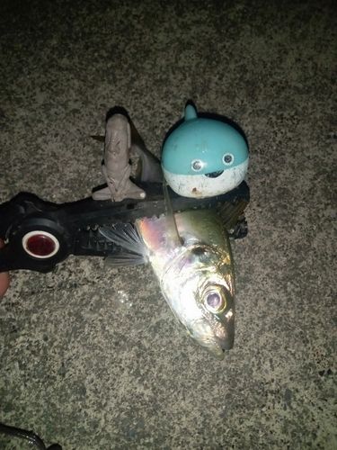 マアジの釣果