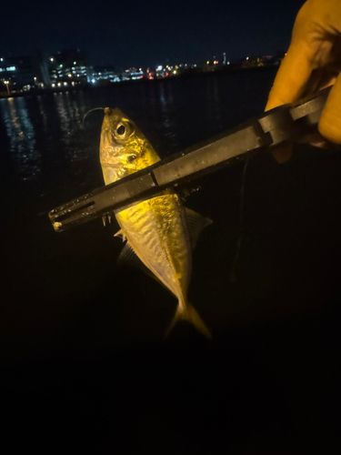 釣果