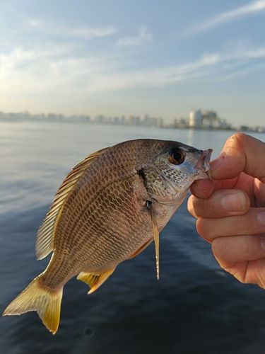 キビレの釣果