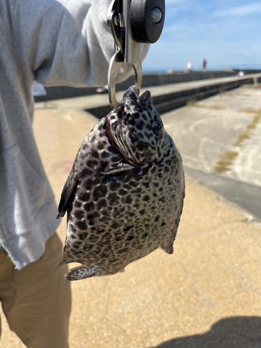 イシガキダイの釣果