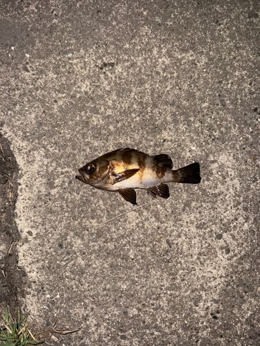 マアジの釣果