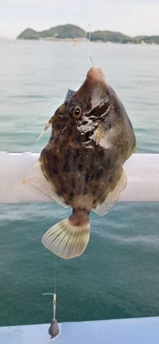カワハギの釣果