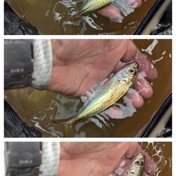 アジ