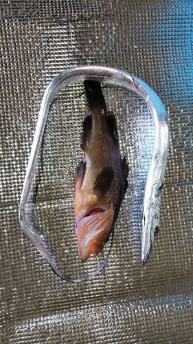 キジハタの釣果