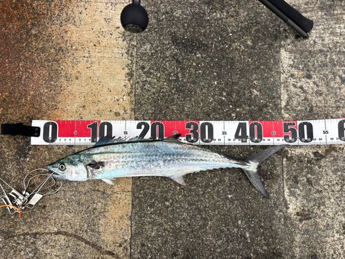 サゴシの釣果