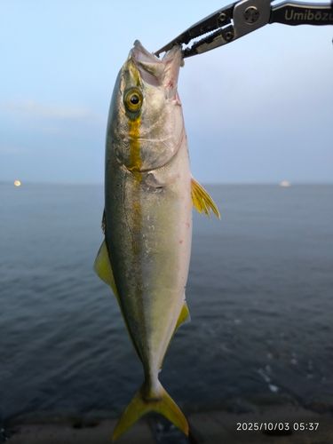 ツバイソの釣果