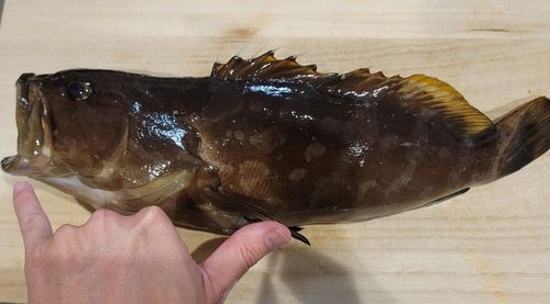 クエの釣果