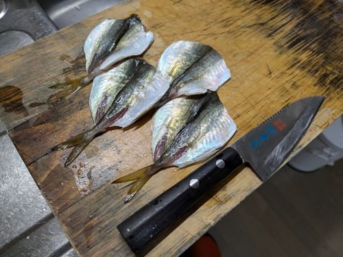 マアジの釣果