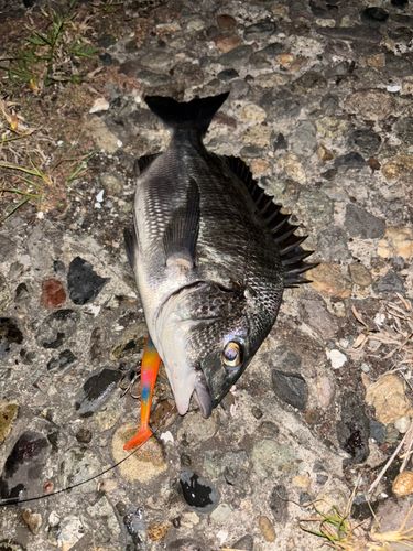 クロダイの釣果